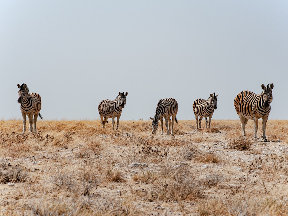 a herd of zebra standing on top of a dry grass field