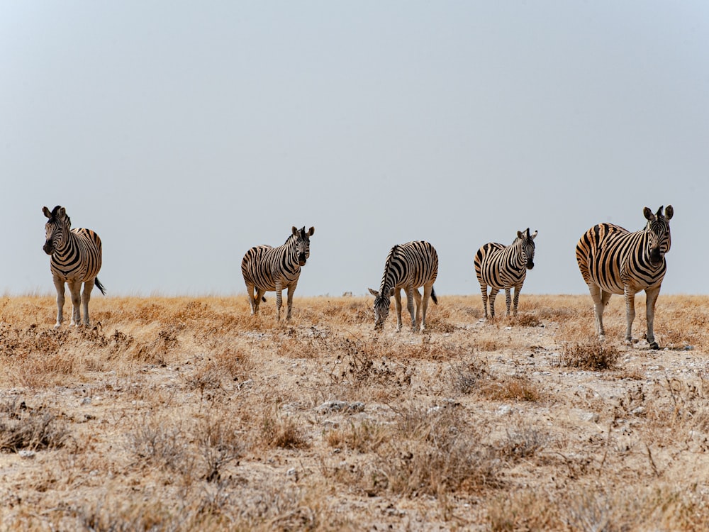 um rebanho de zebra em pé no topo de um campo de grama seca