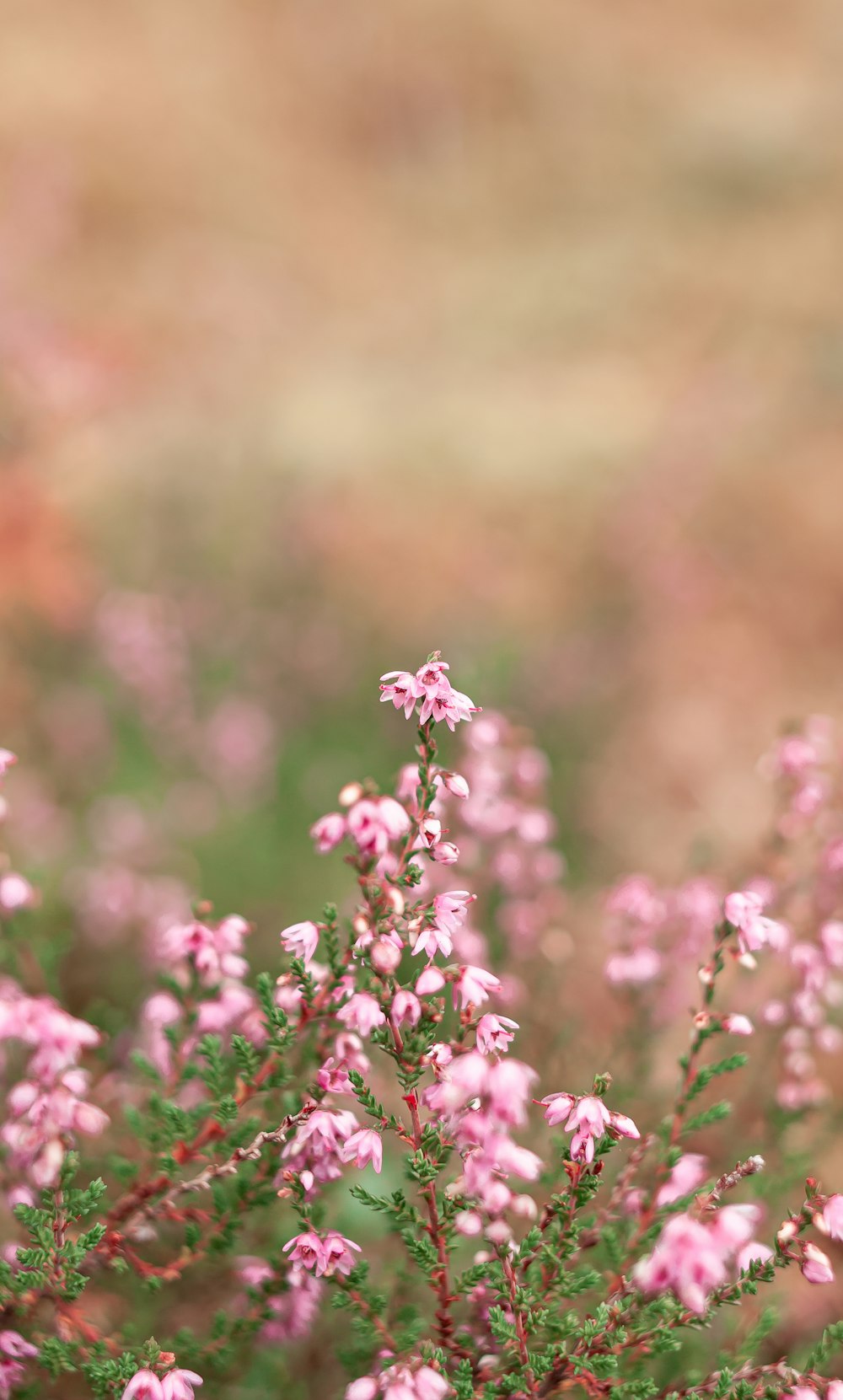 a bunch of small pink flowers in a field