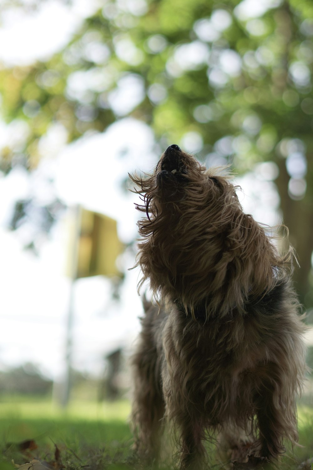 a small brown dog standing on top of a lush green field