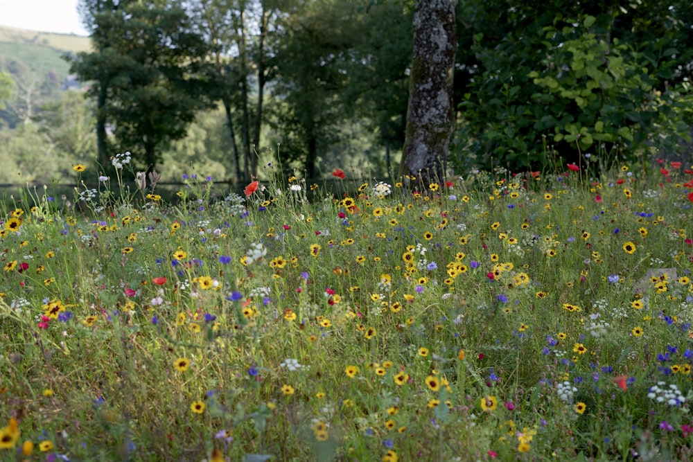 a field full of wildflowers and trees