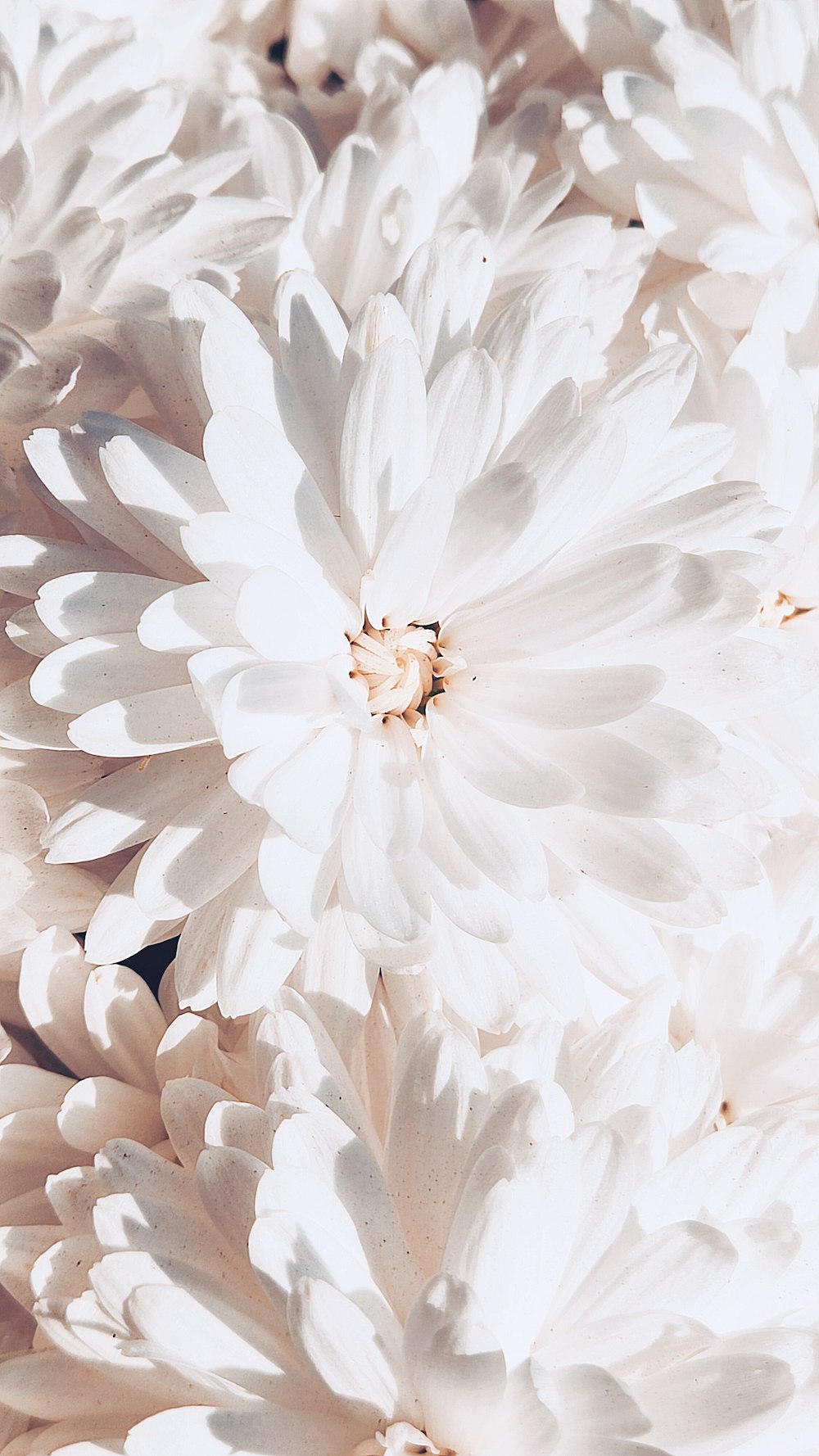 a close up of a bunch of white flowers