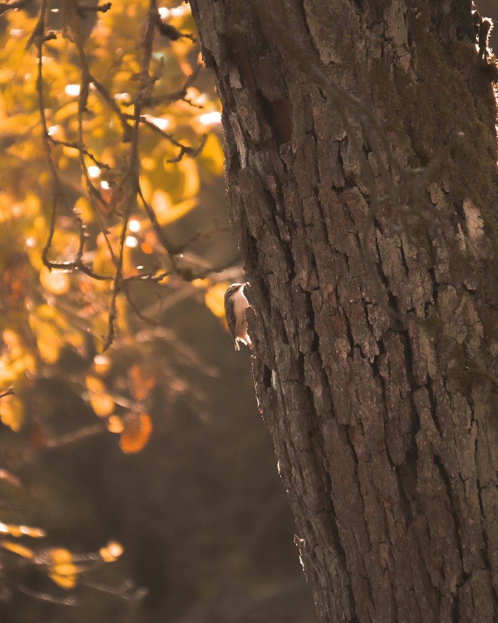 a bird is perched on the bark of a tree