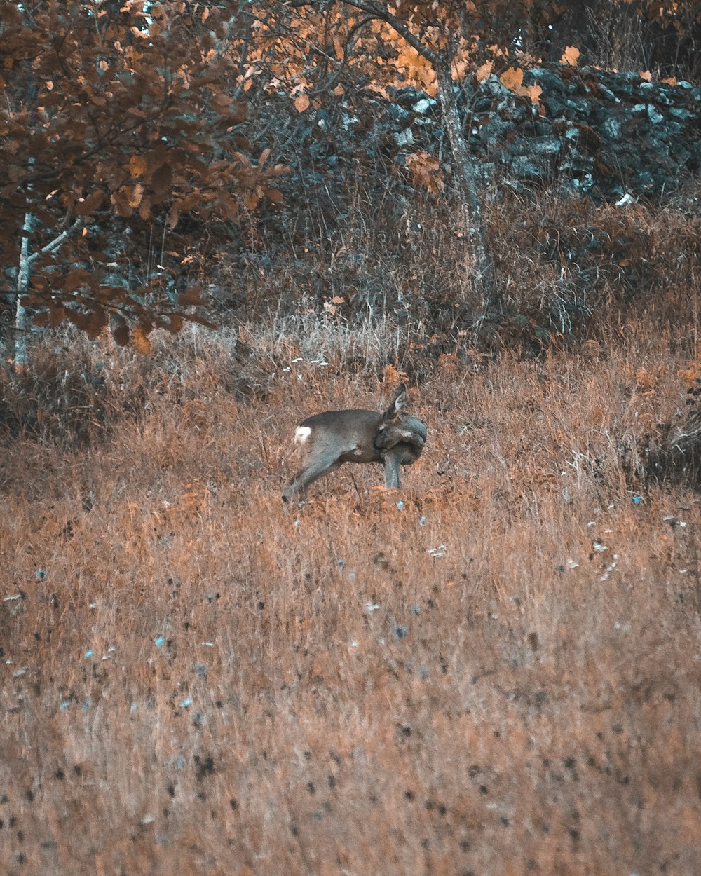 a deer running through a field of tall grass