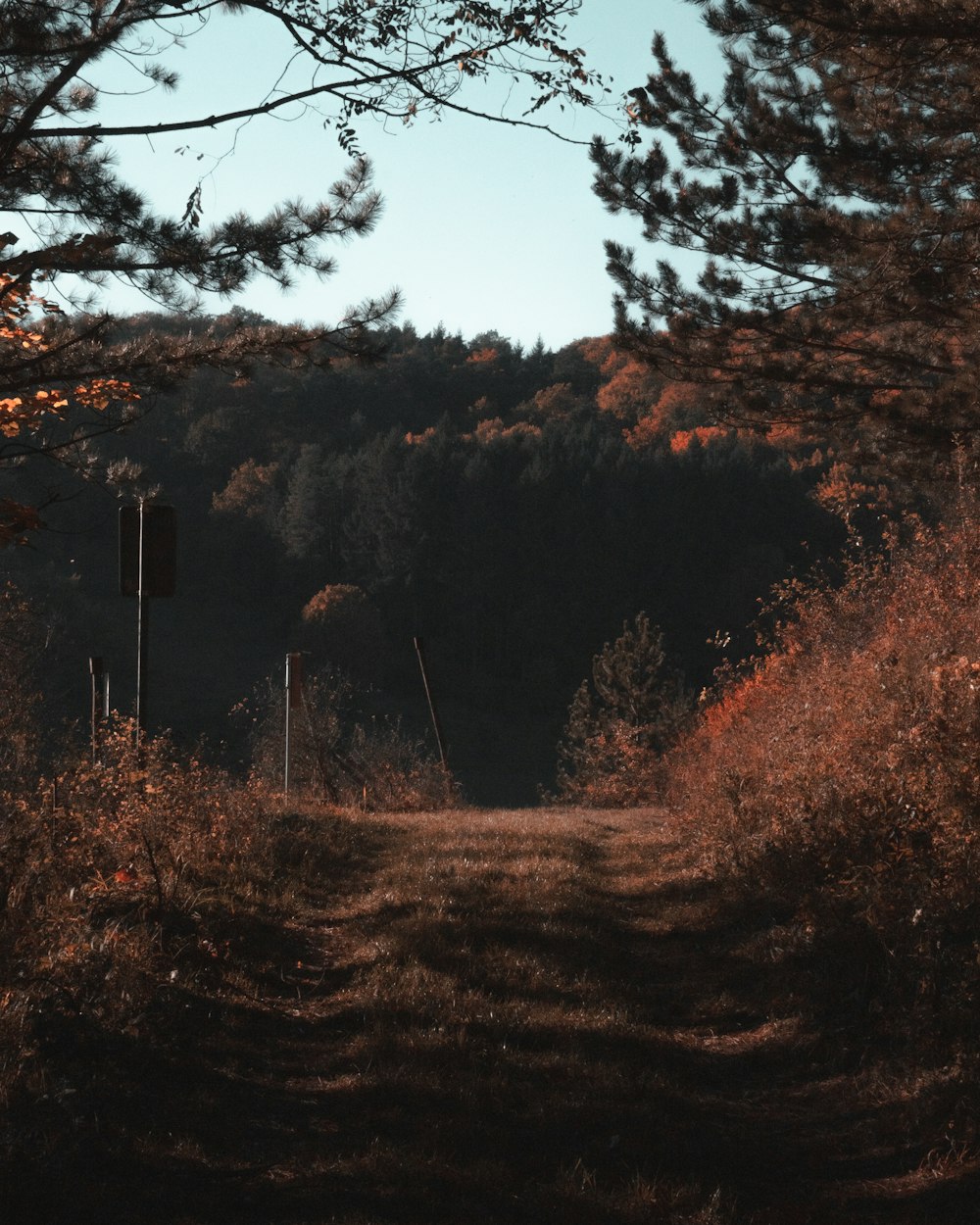 a dirt road surrounded by tall grass and trees