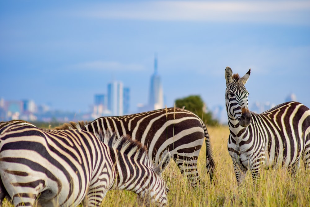 a herd of zebra standing on top of a grass covered field