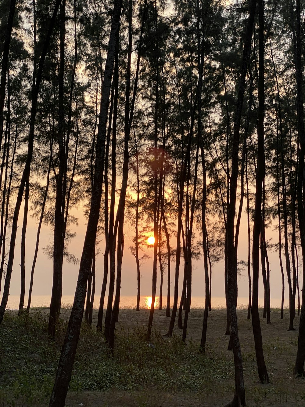 the sun is setting behind the trees in the forest