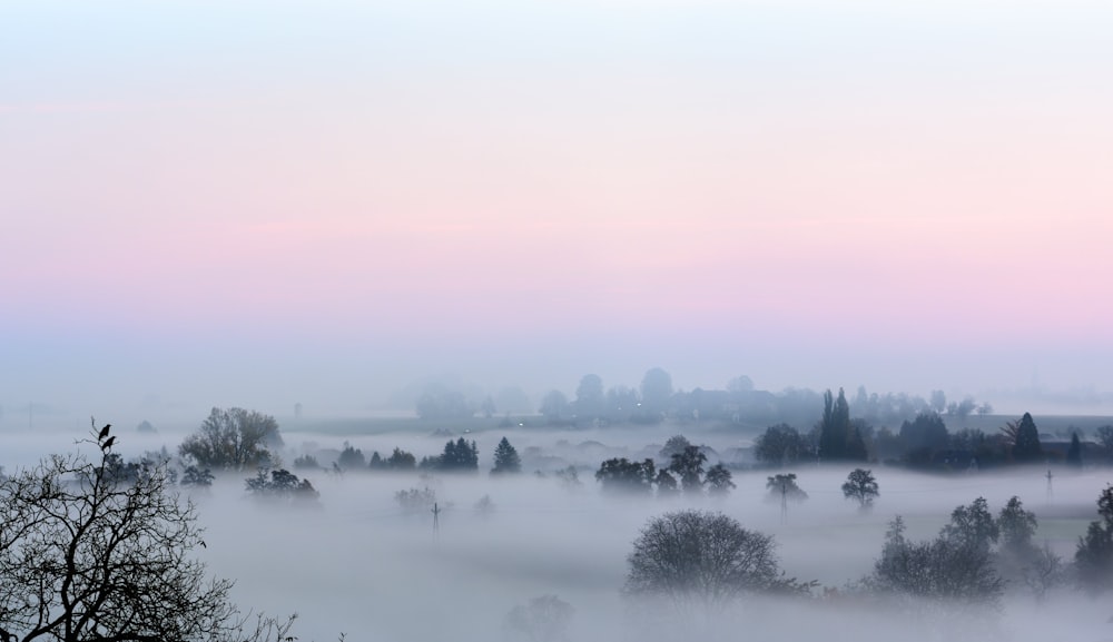 Eine neblige Landschaft mit Bäumen im Vordergrund