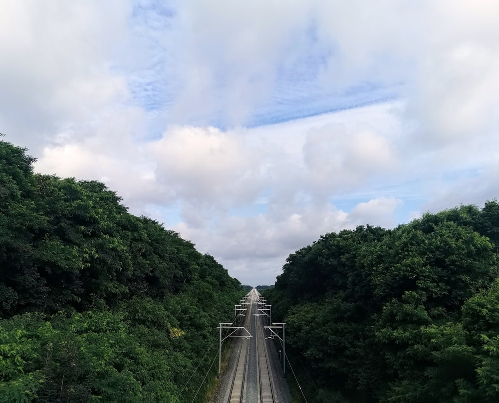 a train traveling through a lush green forest