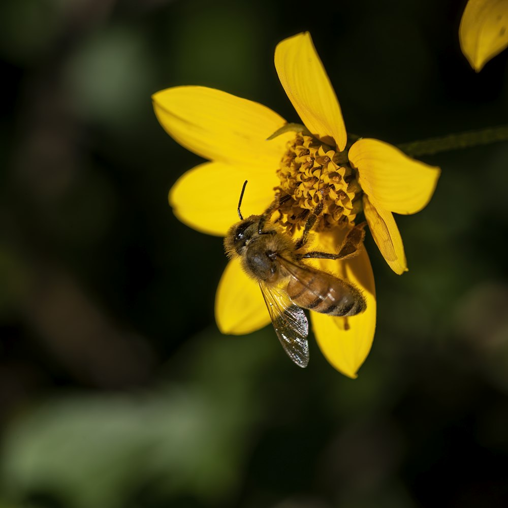 꿀벌이 노란 꽃에 앉아있다.