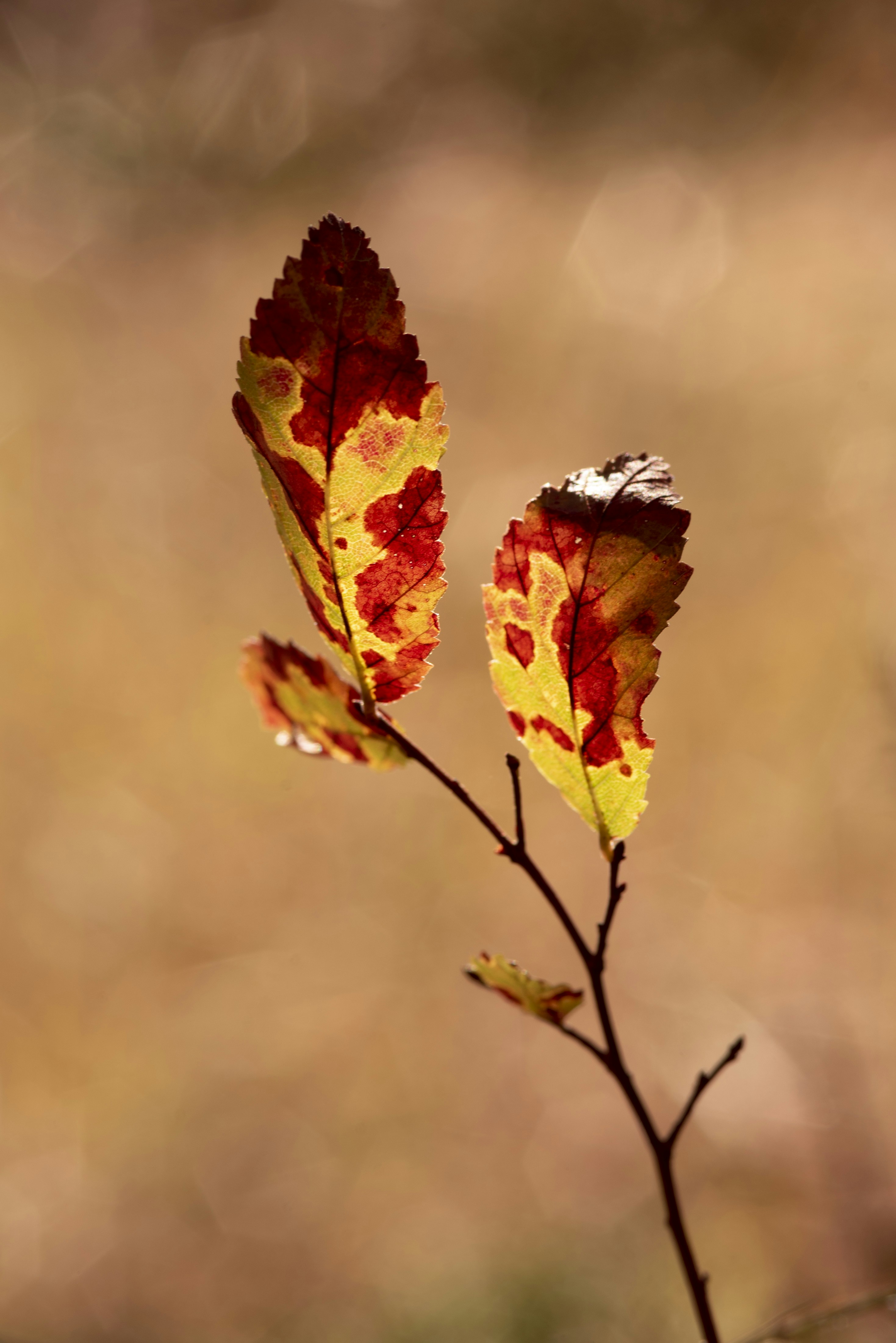 Photo by tracminhvu
