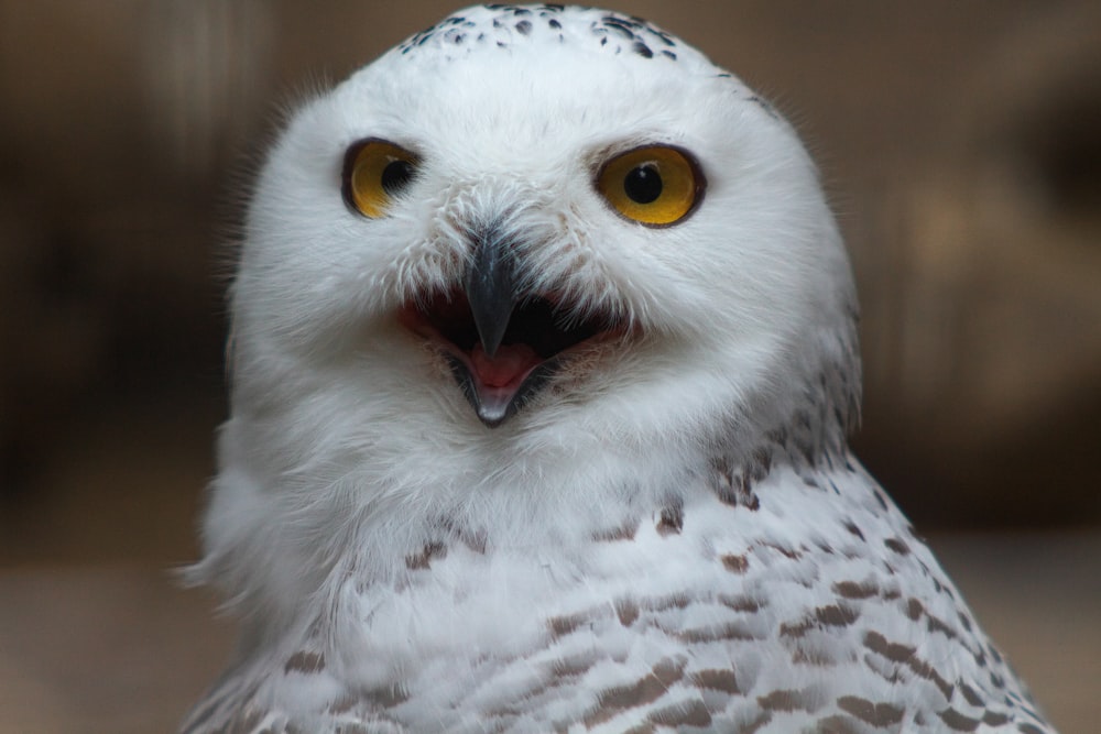 a close up of a white owl with yellow eyes