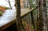 A platform with a metallic appearance is integrated into a forested area, surrounded by trees and scattered autumn leaves. The platform is tilted and appears to blend with the natural setting, with tree trunks growing through it. The forest floor is covered in leaves, displaying shades of orange and brown, typical of a fall landscape.