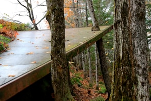 A platform with a metallic appearance is integrated into a forested area, surrounded by trees and scattered autumn leaves. The platform is tilted and appears to blend with the natural setting, with tree trunks growing through it. The forest floor is covered in leaves, displaying shades of orange and brown, typical of a fall landscape.