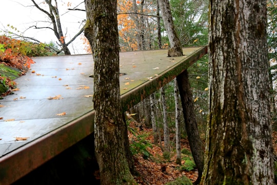 A platform with a metallic appearance is integrated into a forested area, surrounded by trees and scattered autumn leaves. The platform is tilted and appears to blend with the natural setting, with tree trunks growing through it. The forest floor is covered in leaves, displaying shades of orange and brown, typical of a fall landscape.