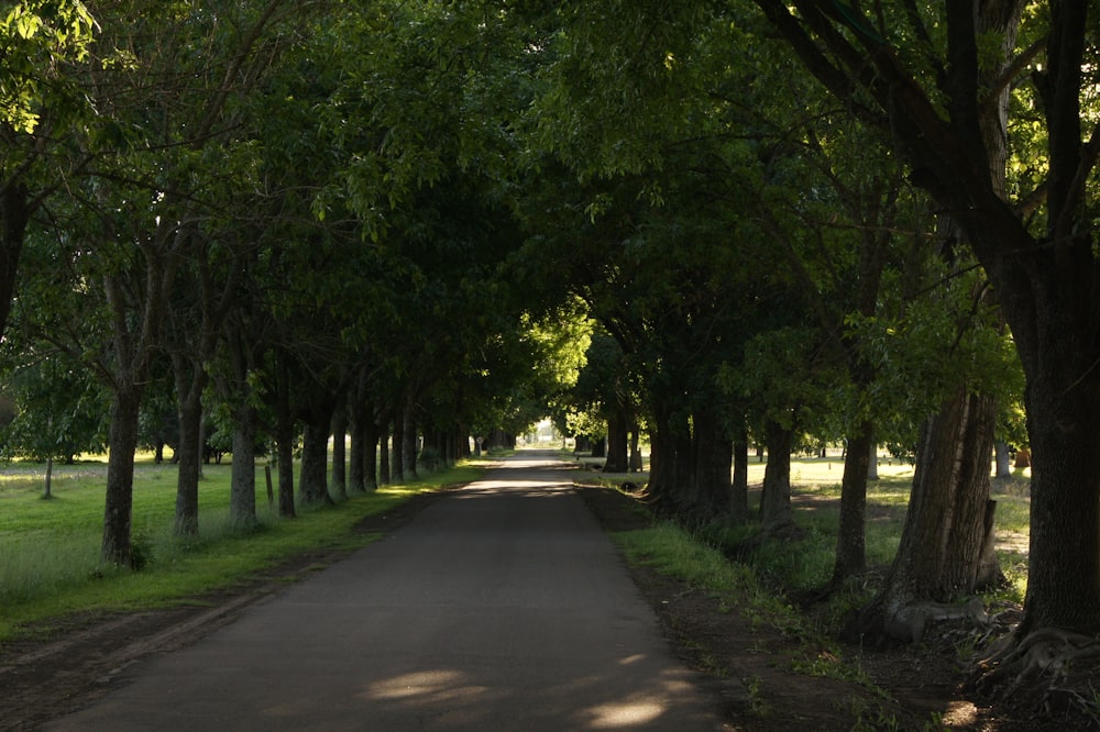 a road lined with trees and grass next to a field