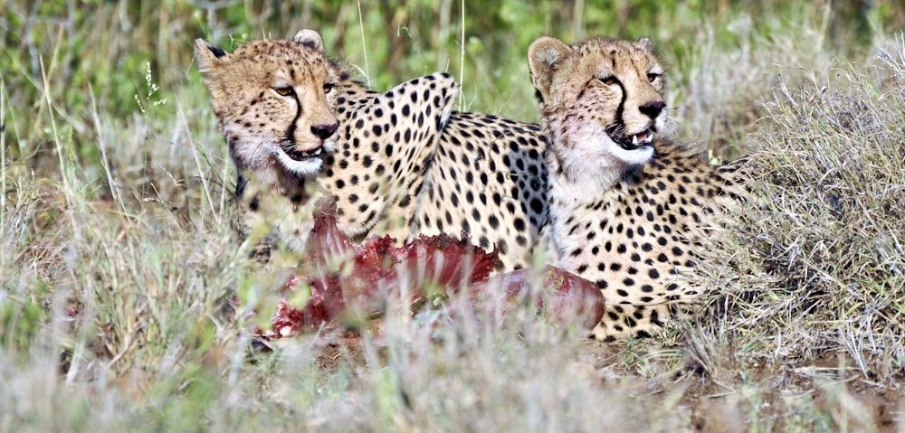 a couple of cheetah laying in the grass