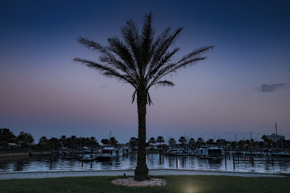 a palm tree in front of a body of water