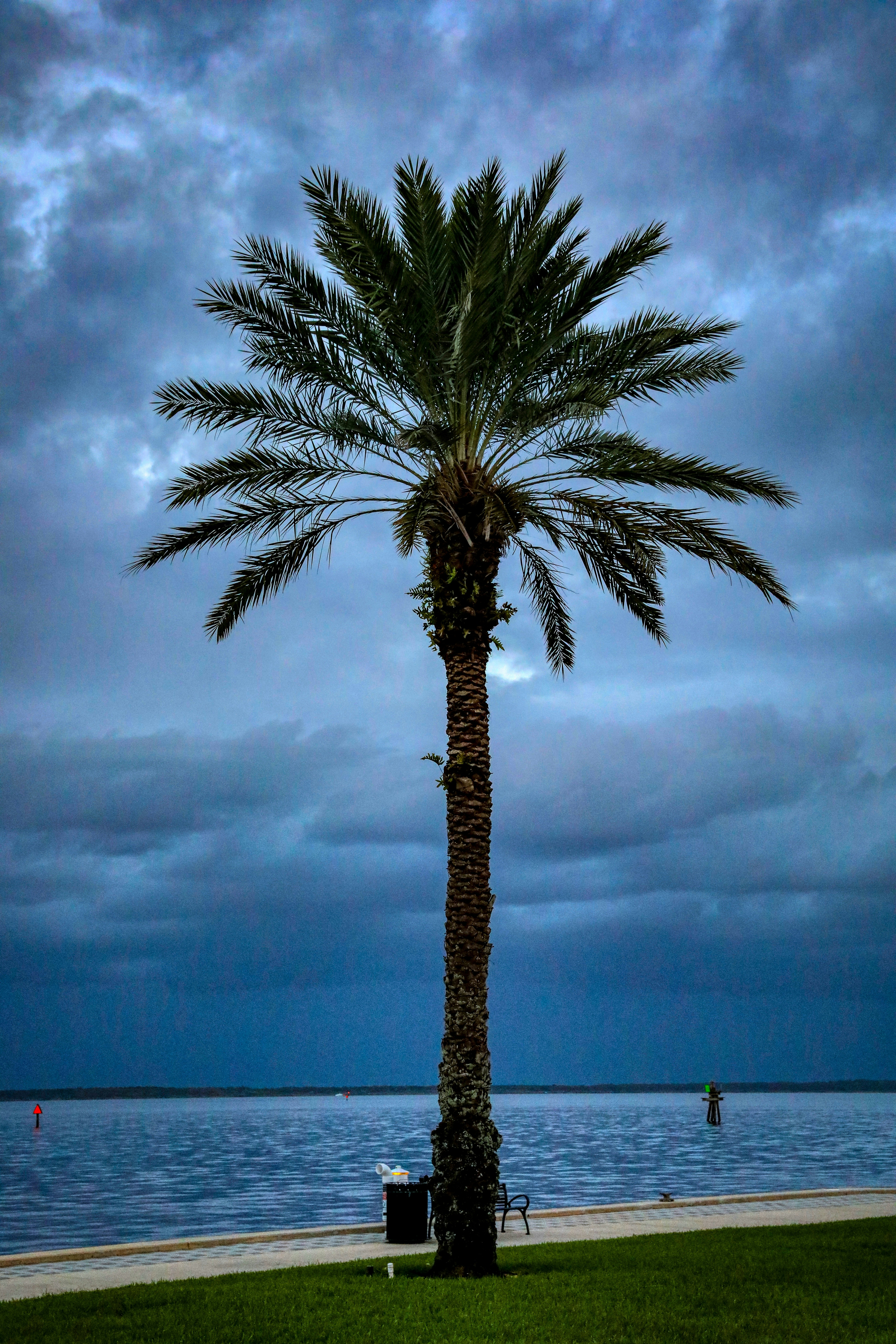 A palm tree sitting on top of a lush green field photo – Free Palm tree ...