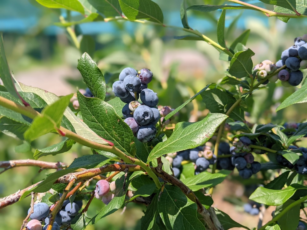 a bush with blue berries growing on it