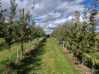 a row of apple trees in an apple orchard