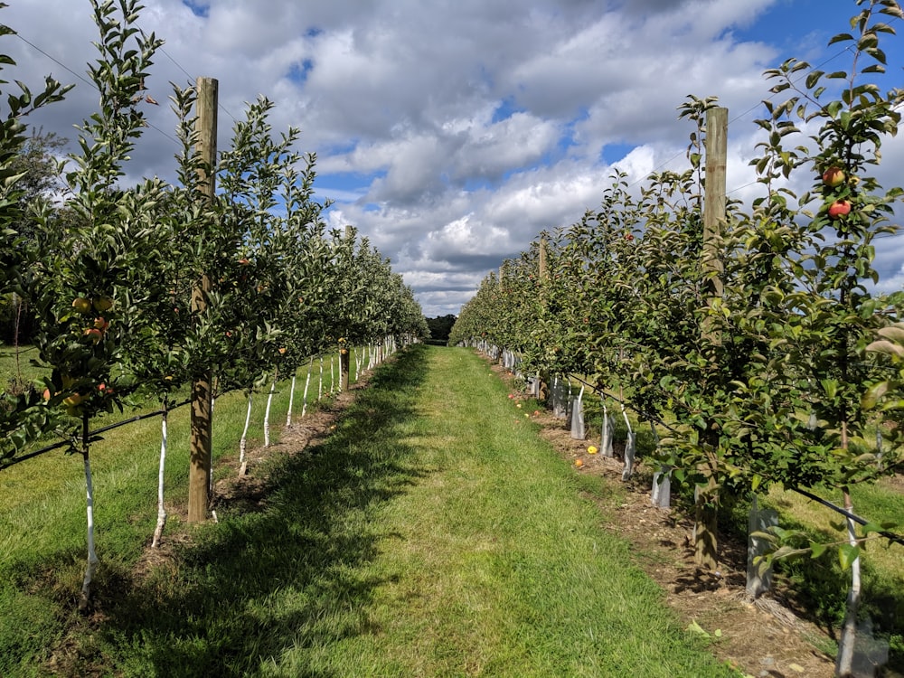 a row of apple trees in an apple orchard