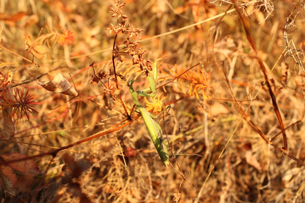 a green insect sitting on top of a dry grass field