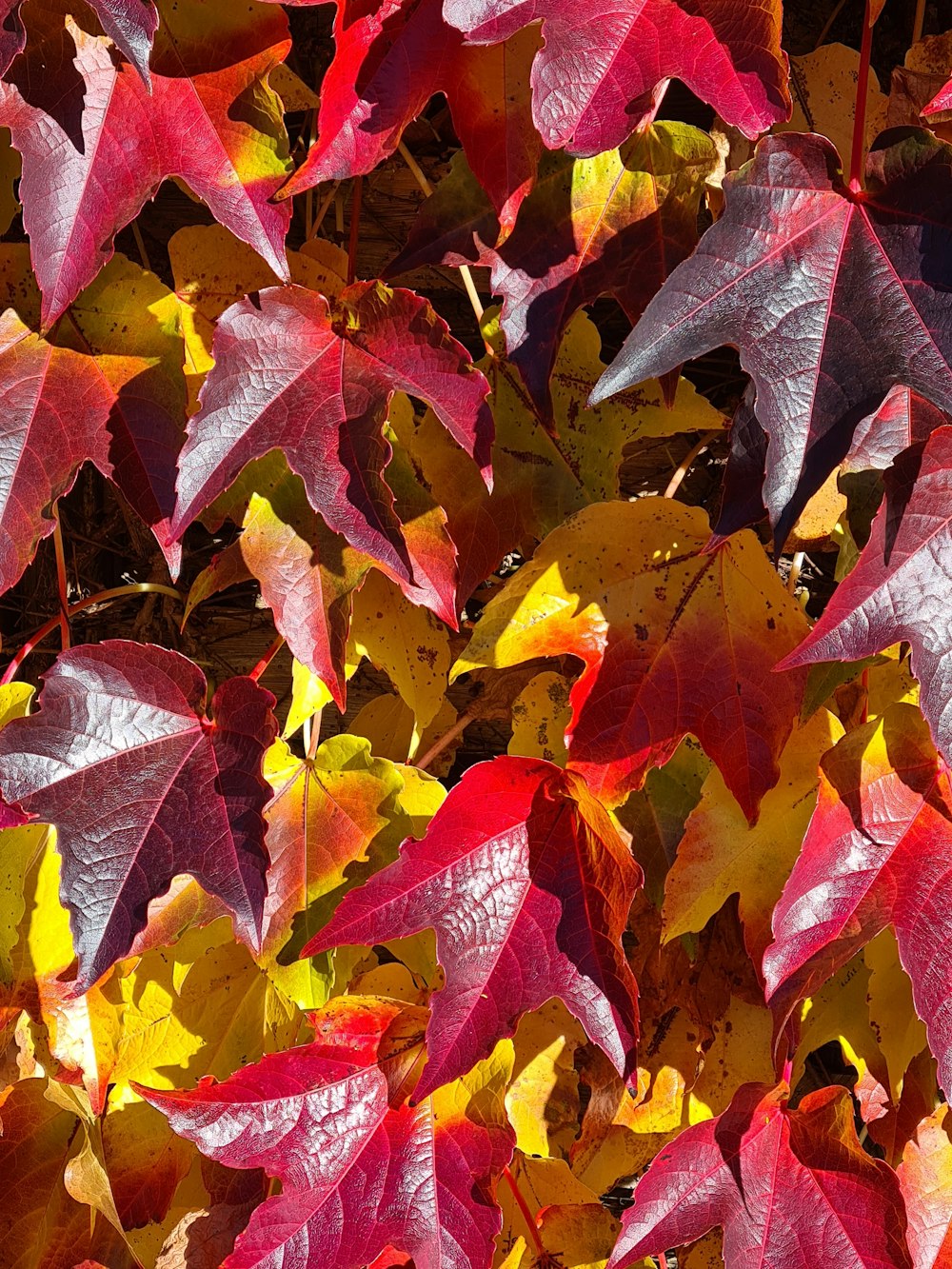 a bunch of red and yellow leaves on a tree