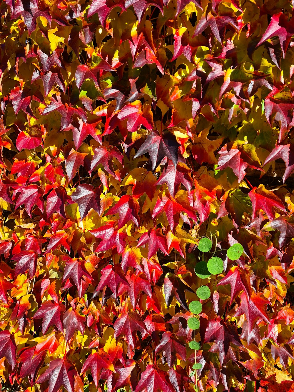 a bunch of leaves that are on the ground