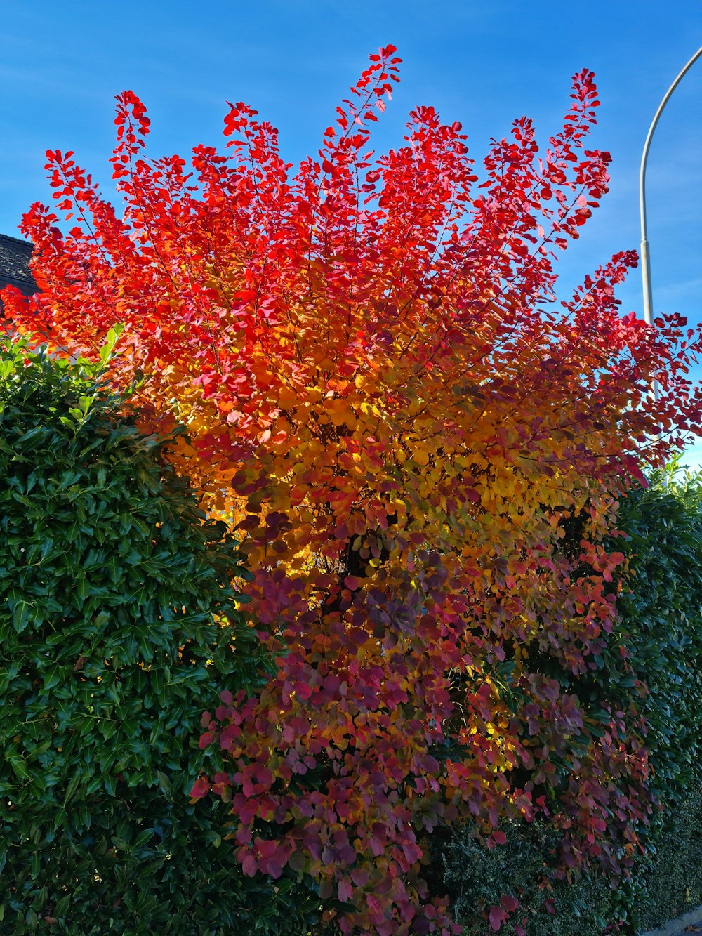 a bush with red and yellow leaves in front of a blue sky