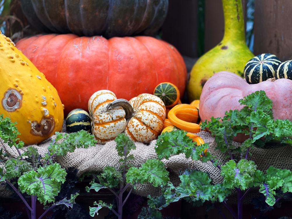 pumpkins, gourds, and kale are on display