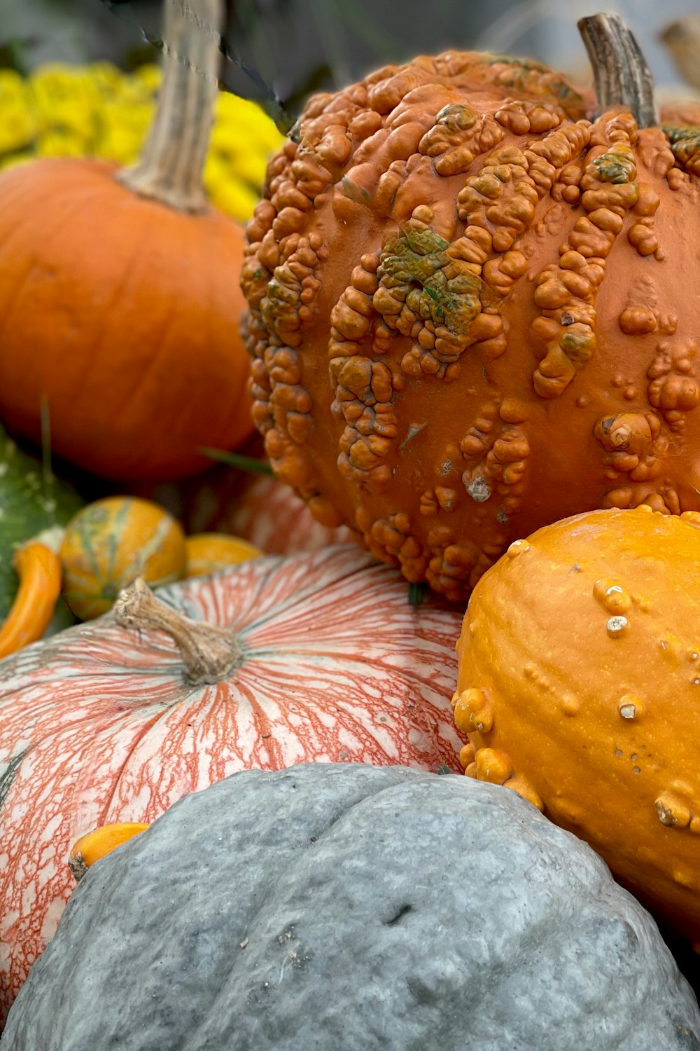 a bunch of pumpkins that are sitting on a table