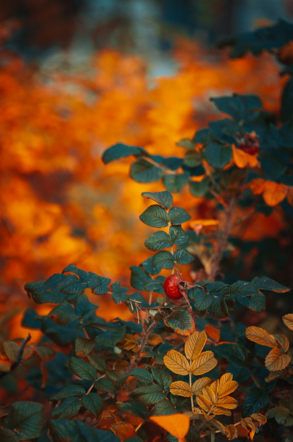 a bush with leaves and a red berry on it