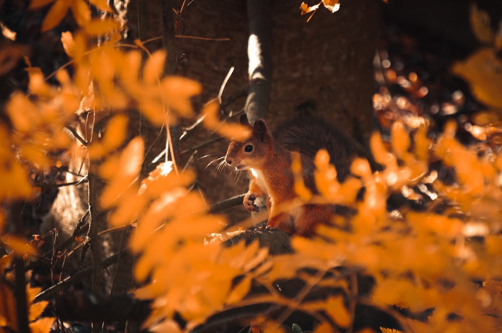 a squirrel sitting on a tree branch in a forest