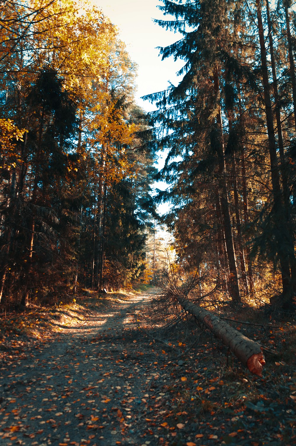 a dirt road surrounded by trees and fallen leaves