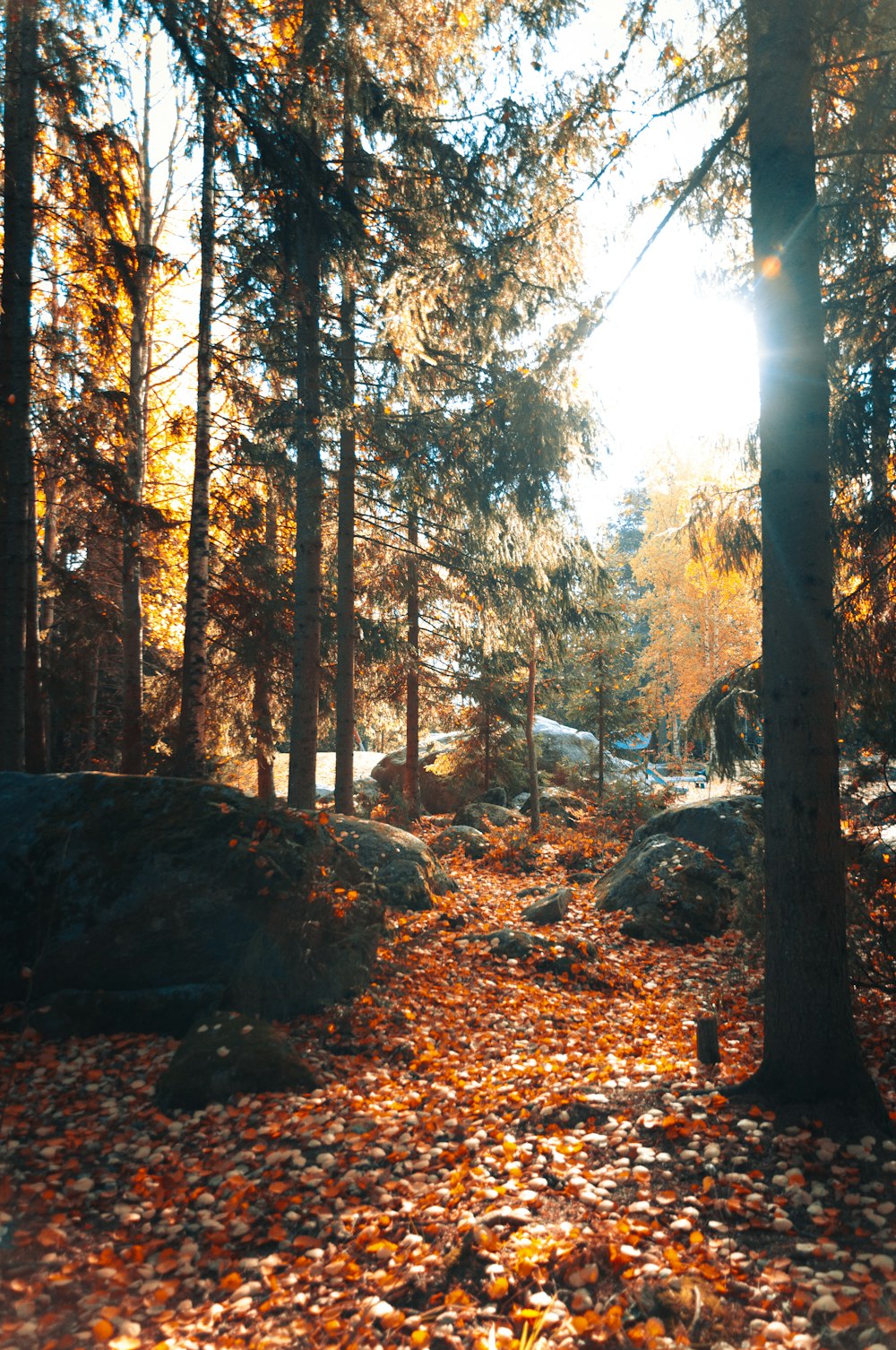 the sun shines through the trees in the woods