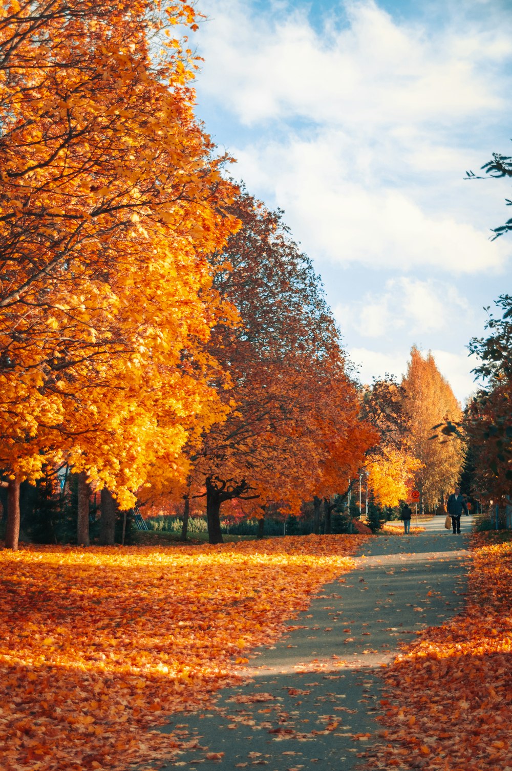 a person walking down a path surrounded by trees