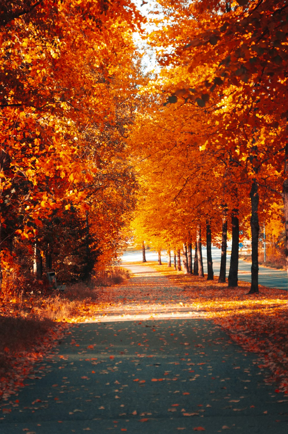 a road lined with trees covered in fall leaves