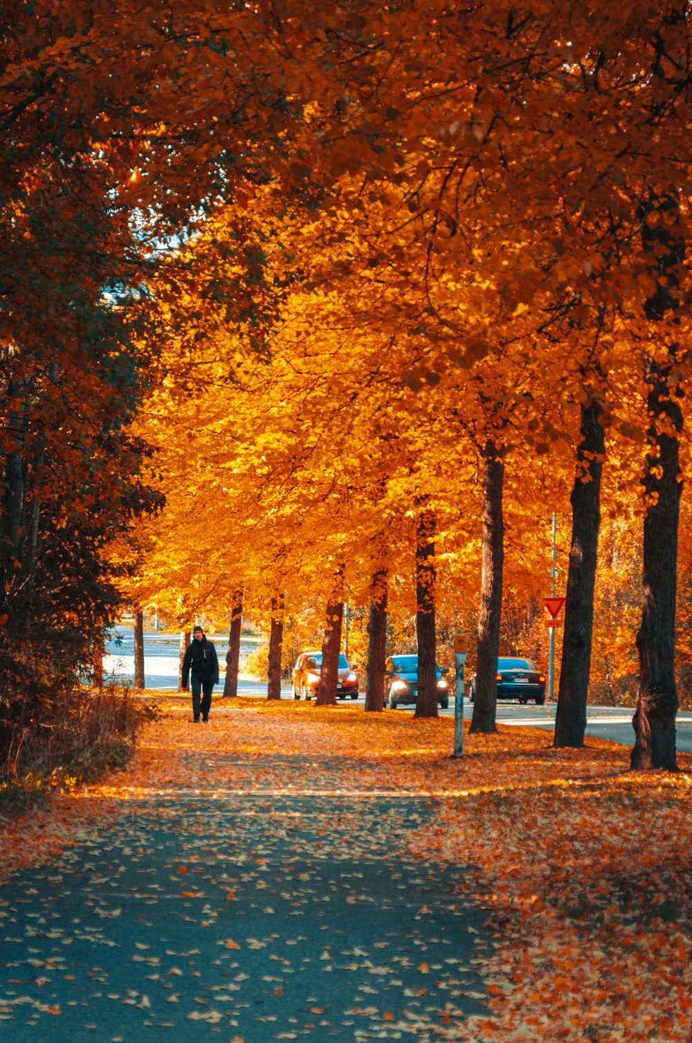 a person walking down a tree lined street