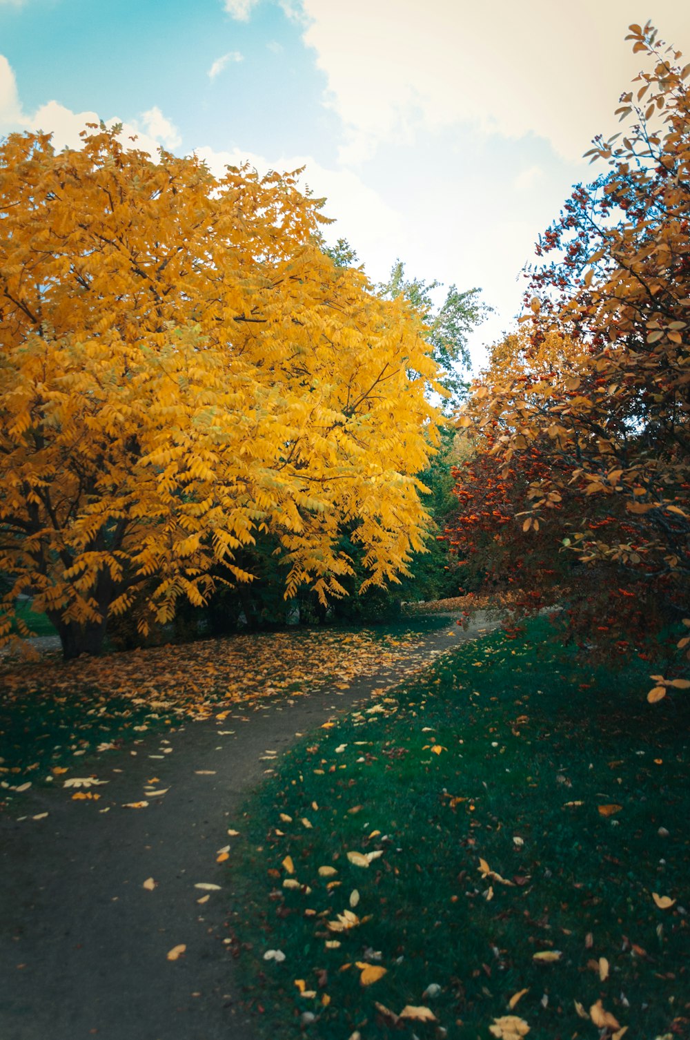 um caminho no meio de um parque com folhas amarelas no chão
