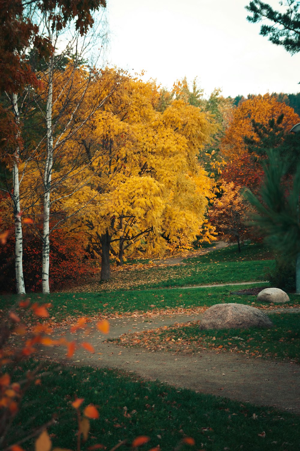 a path in a park with trees with yellow leaves