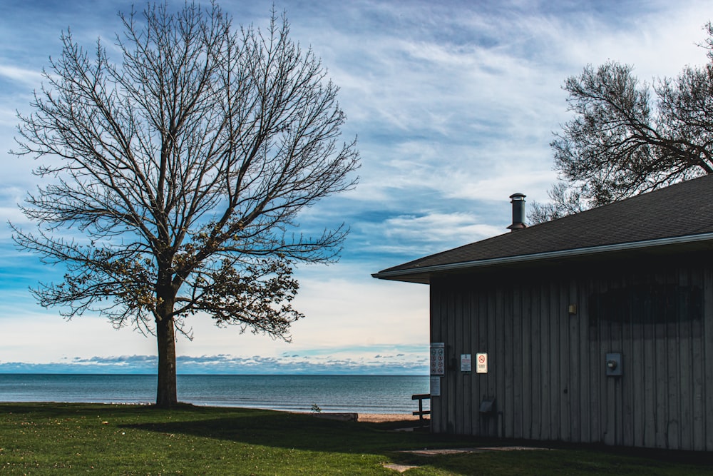 a tree next to a building with a view of the ocean