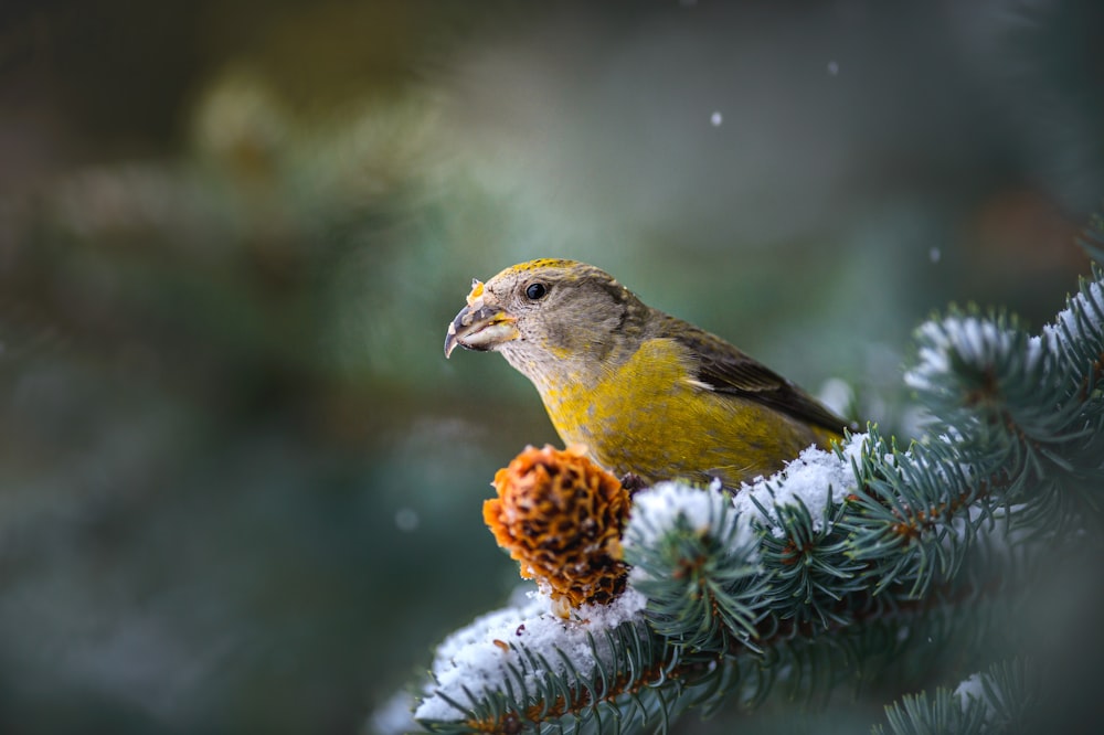 a small bird perched on top of a pine tree