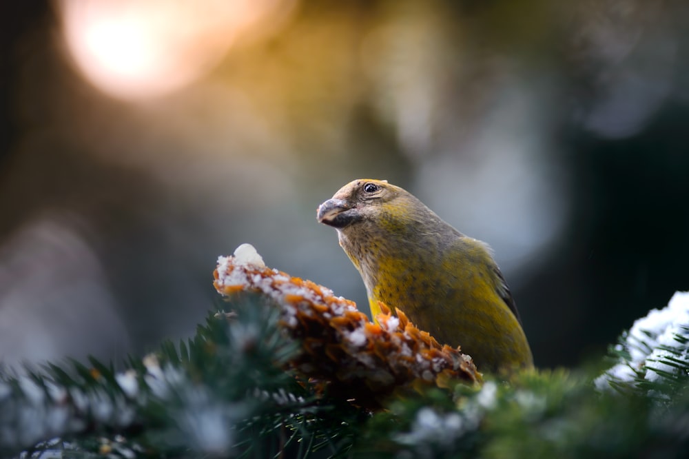 a yellow bird perched on top of a pine tree