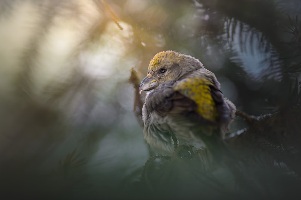 a small bird perched on a tree branch