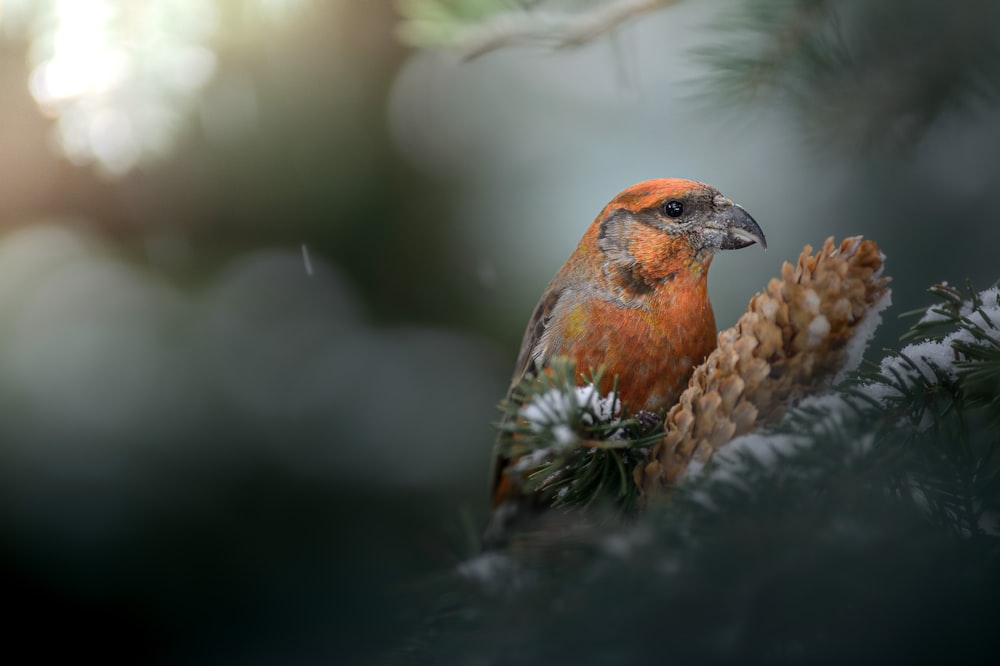 a bird perched on top of a pine cone