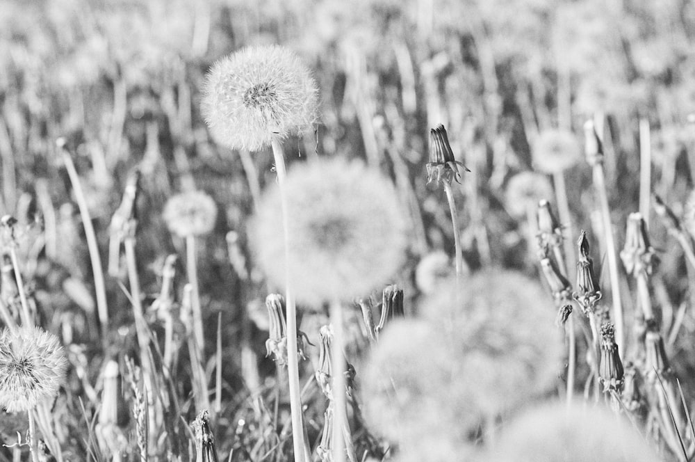 a black and white photo of a field of dandelions