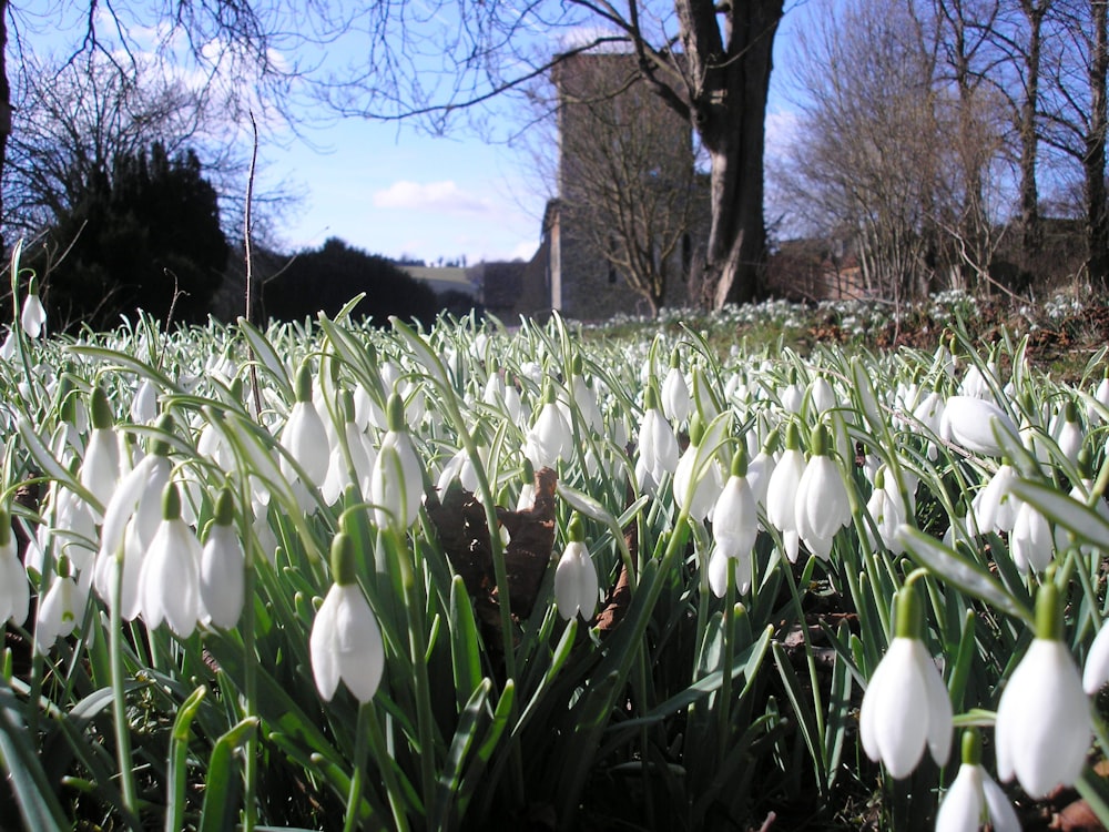 a field of snowdrops with a building in the background