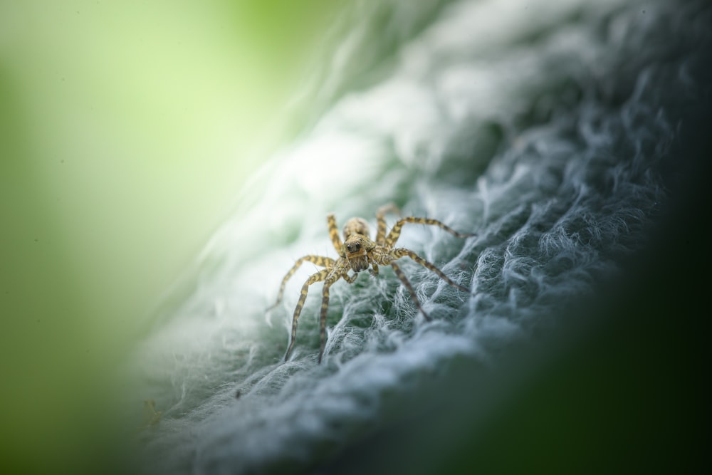 a close up of a spider on a leaf