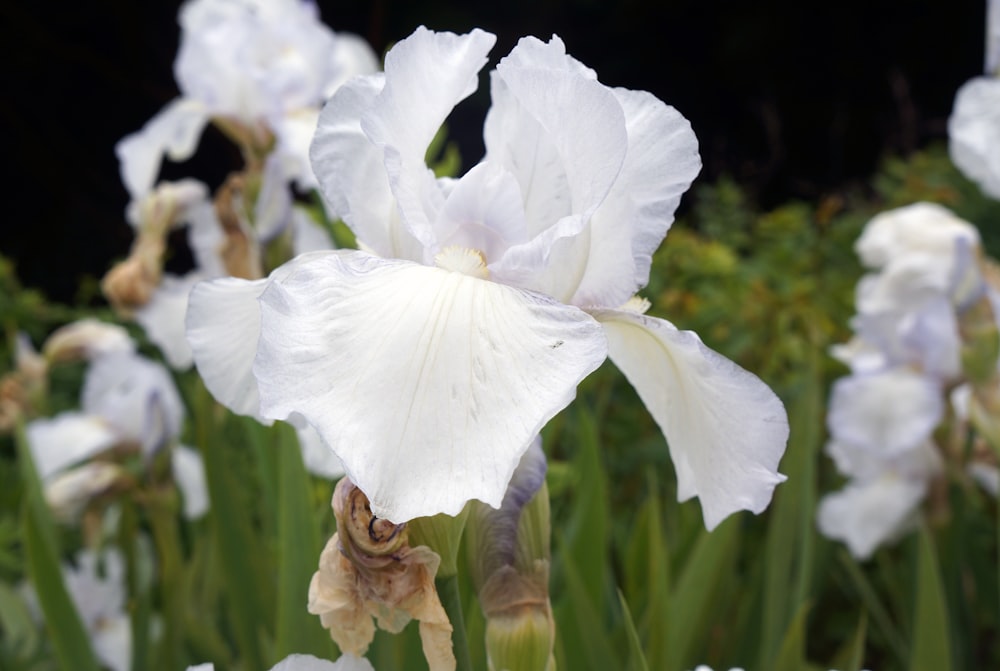 a close up of a white flower in a field